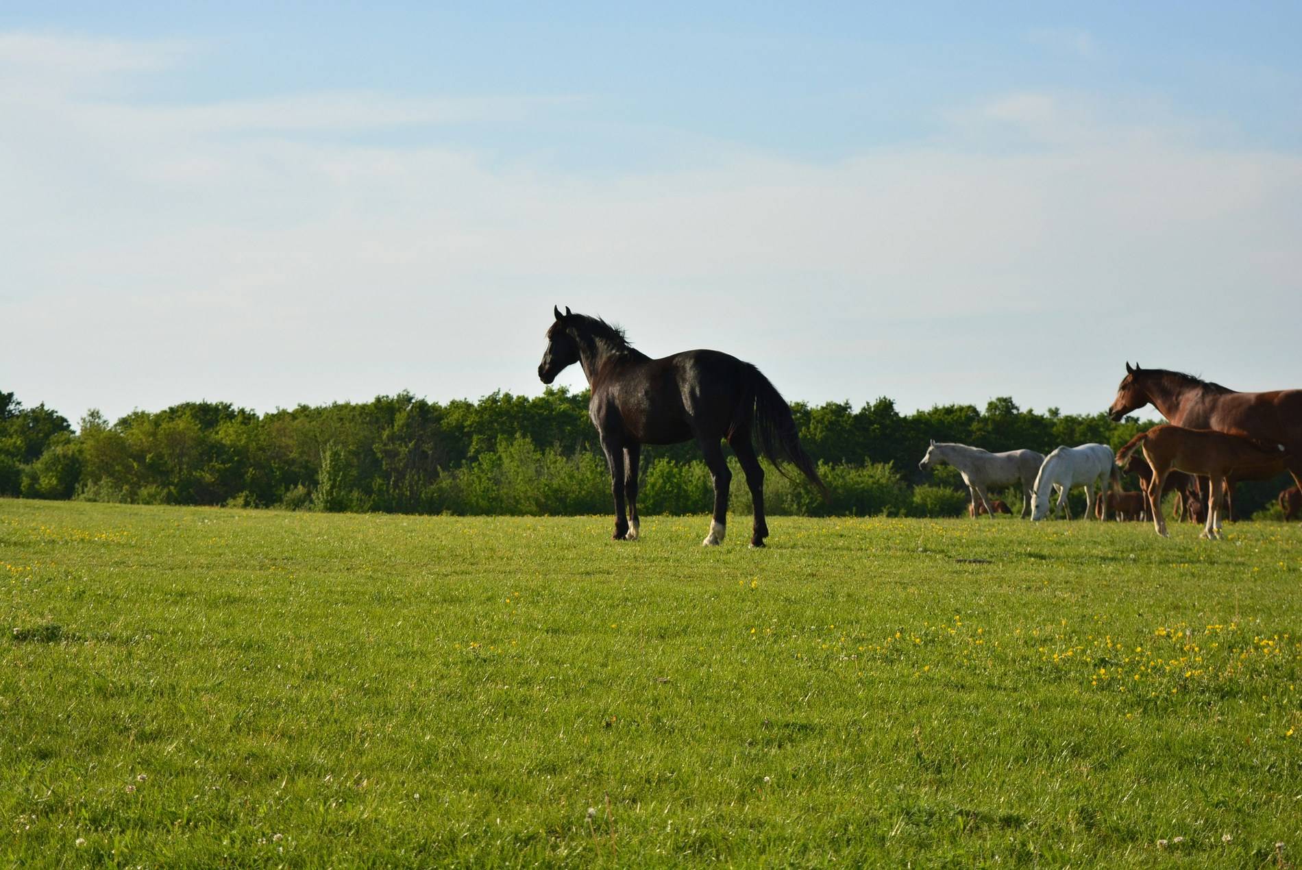 Pension pour chevaux et Poneys